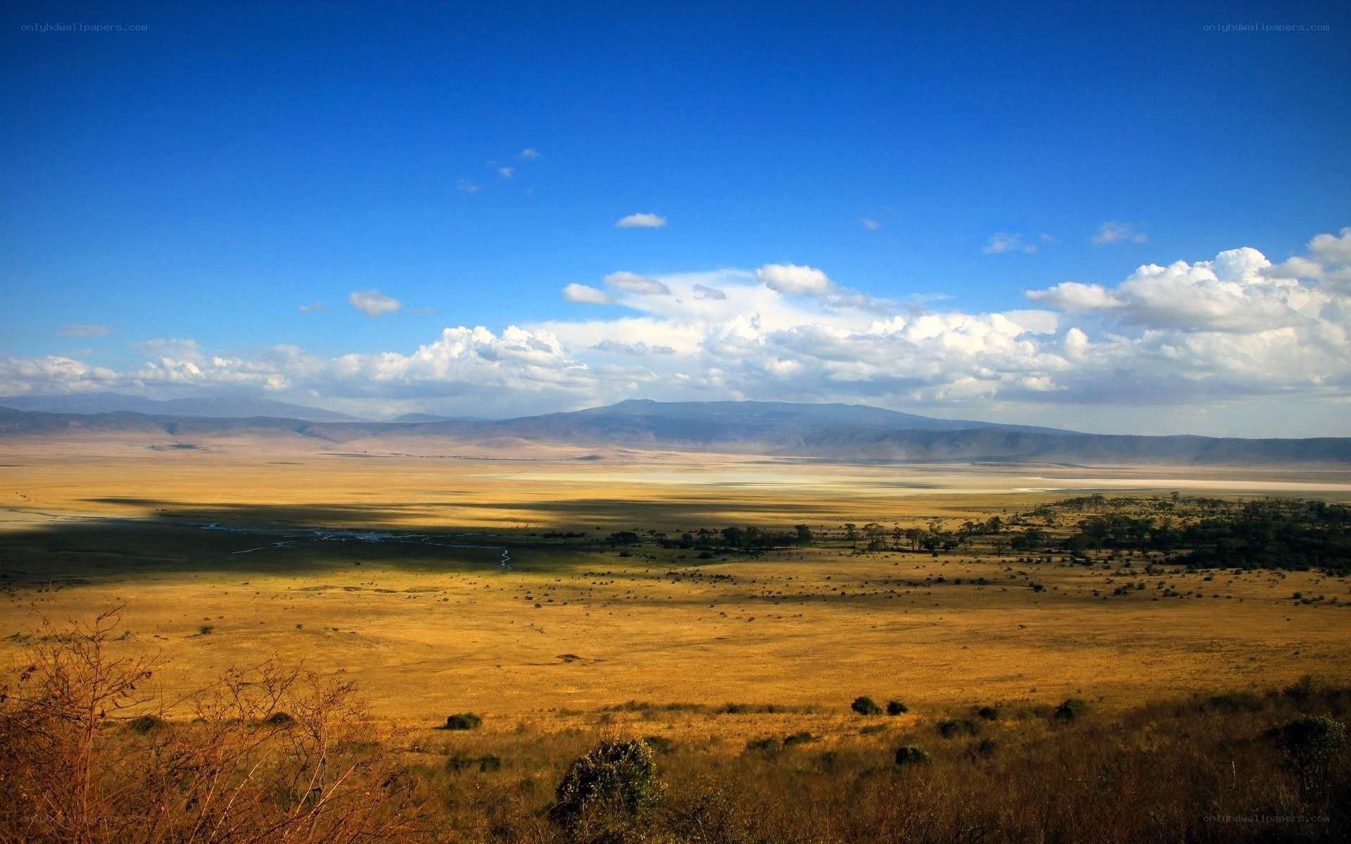 vast savannah under blue sky