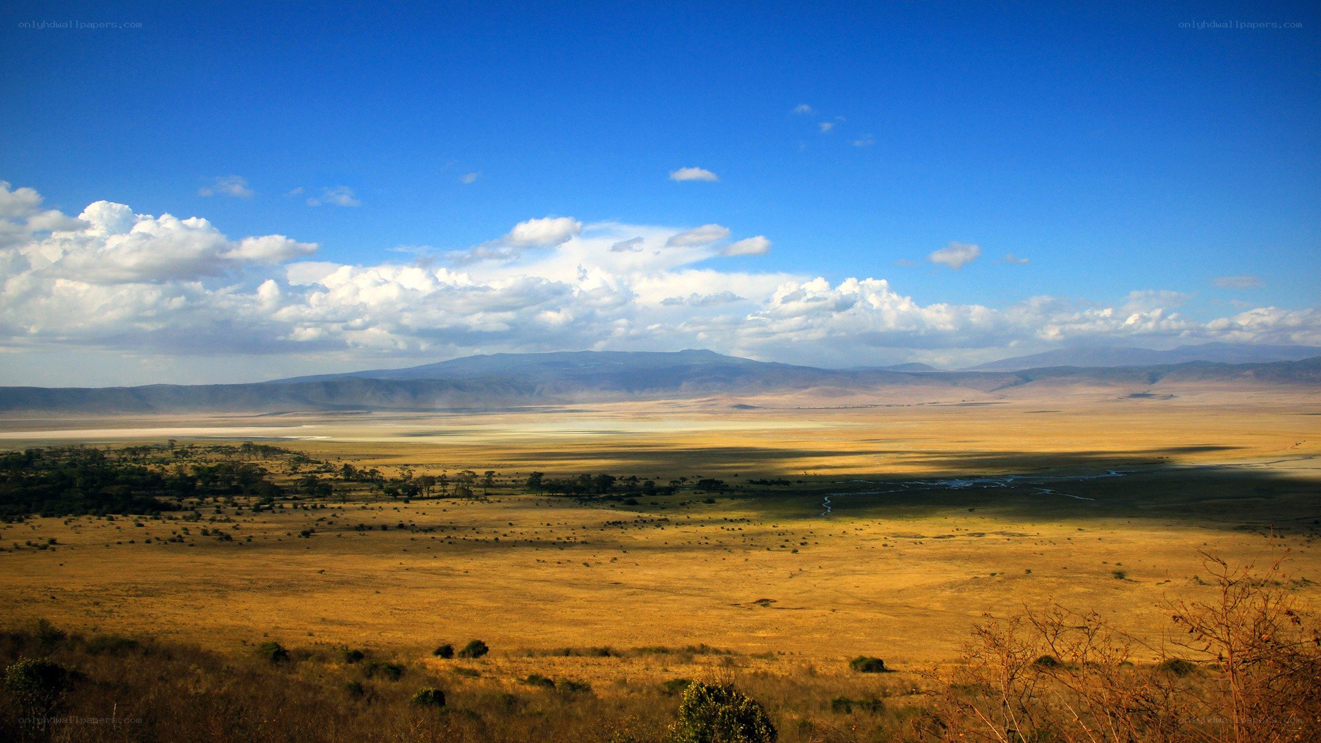 vast savannah under blue sky