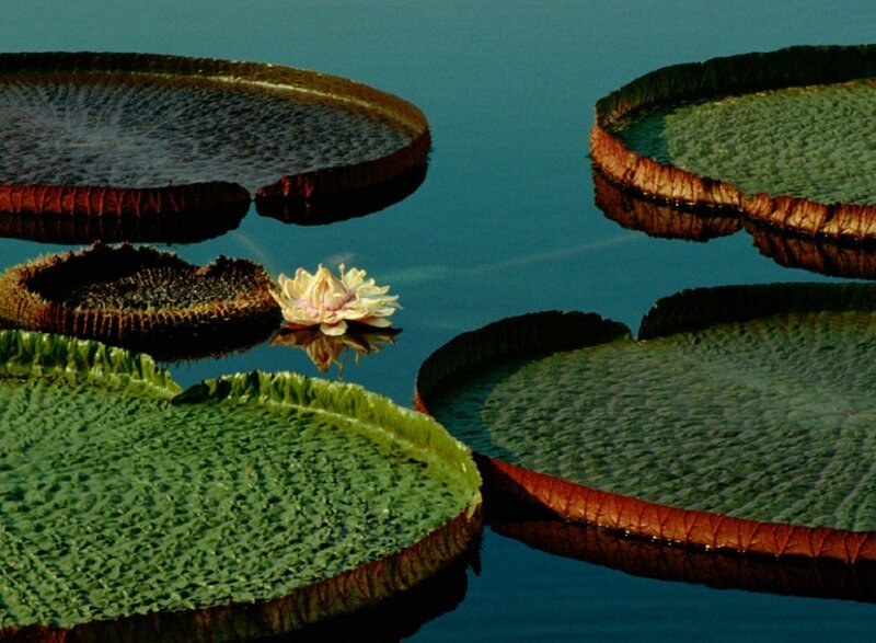 Vast water lilies on calm water