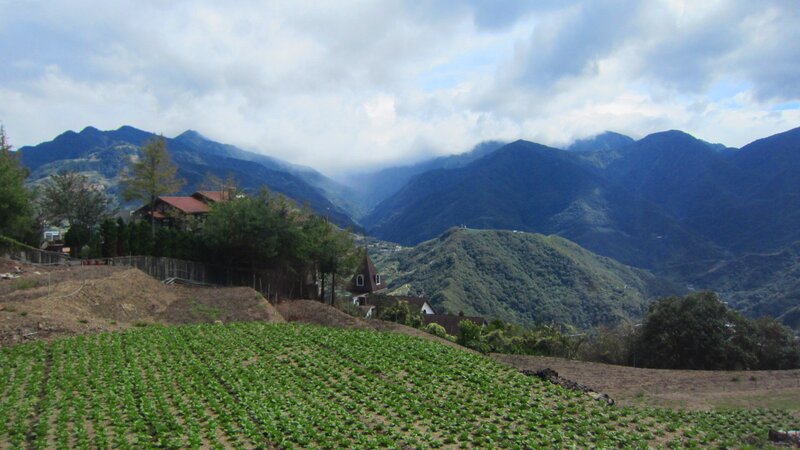 Vegetable Field in Mountains