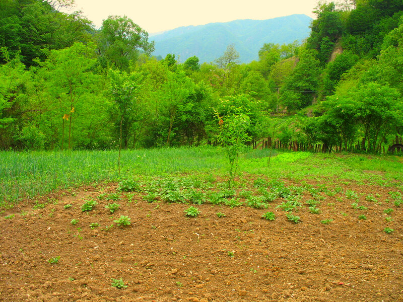 Vegetable Garden in Valley