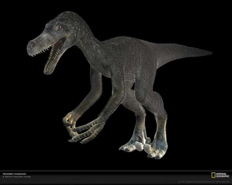 Velociraptor mongoliensis