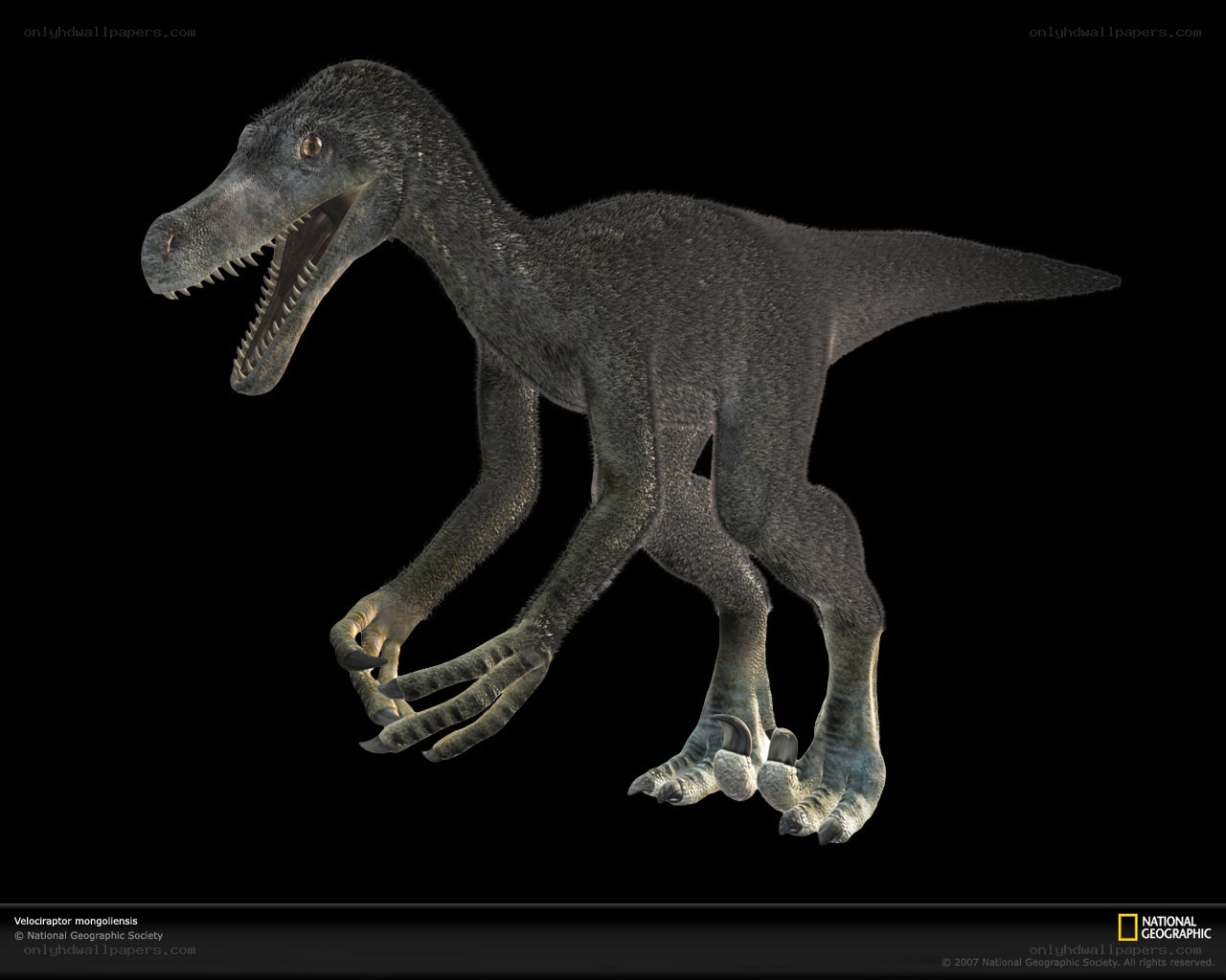 Velociraptor mongoliensis