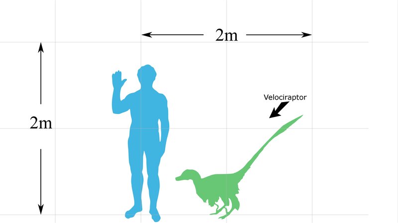 Velociraptor size comparison
