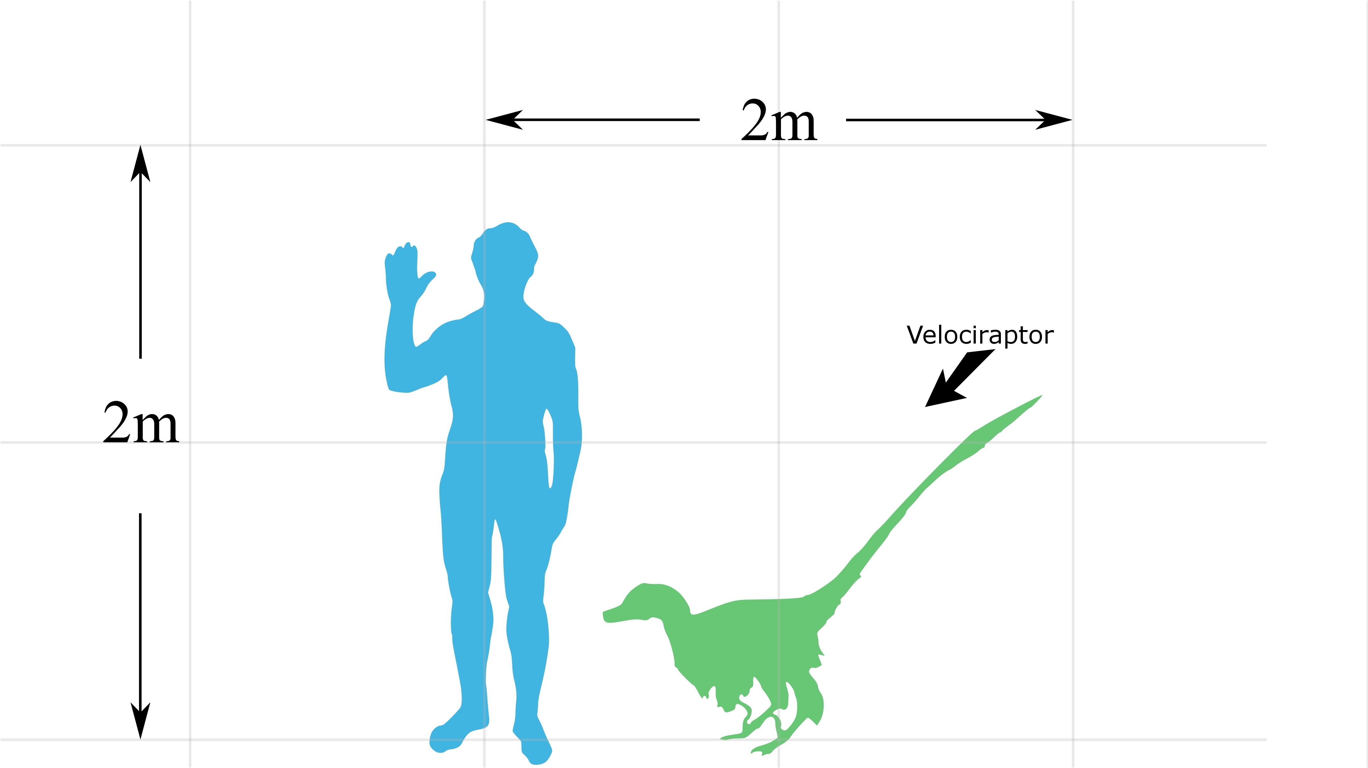Velociraptor size comparison