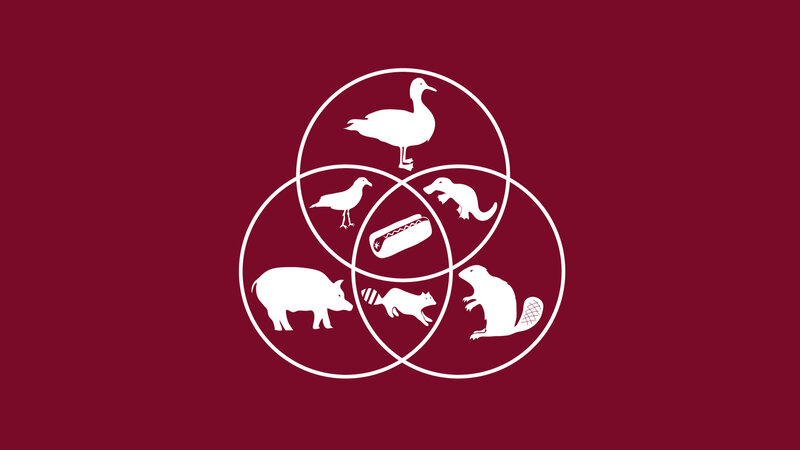 Venn diagram of animals and food
