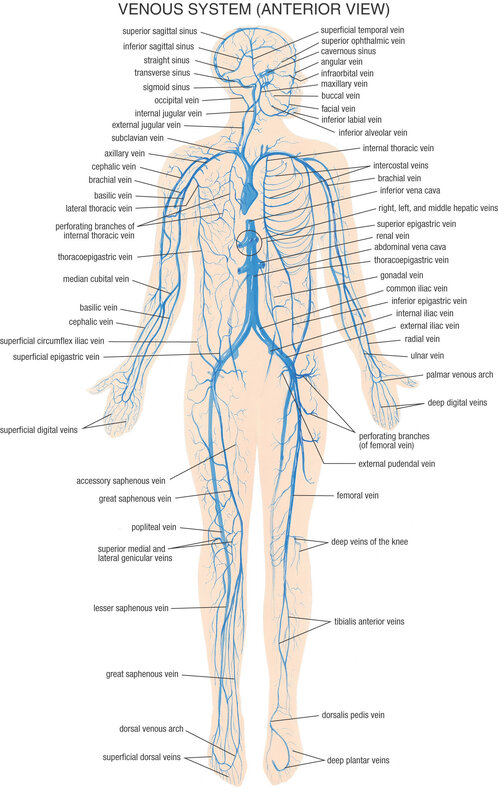 Venous System Anterior View