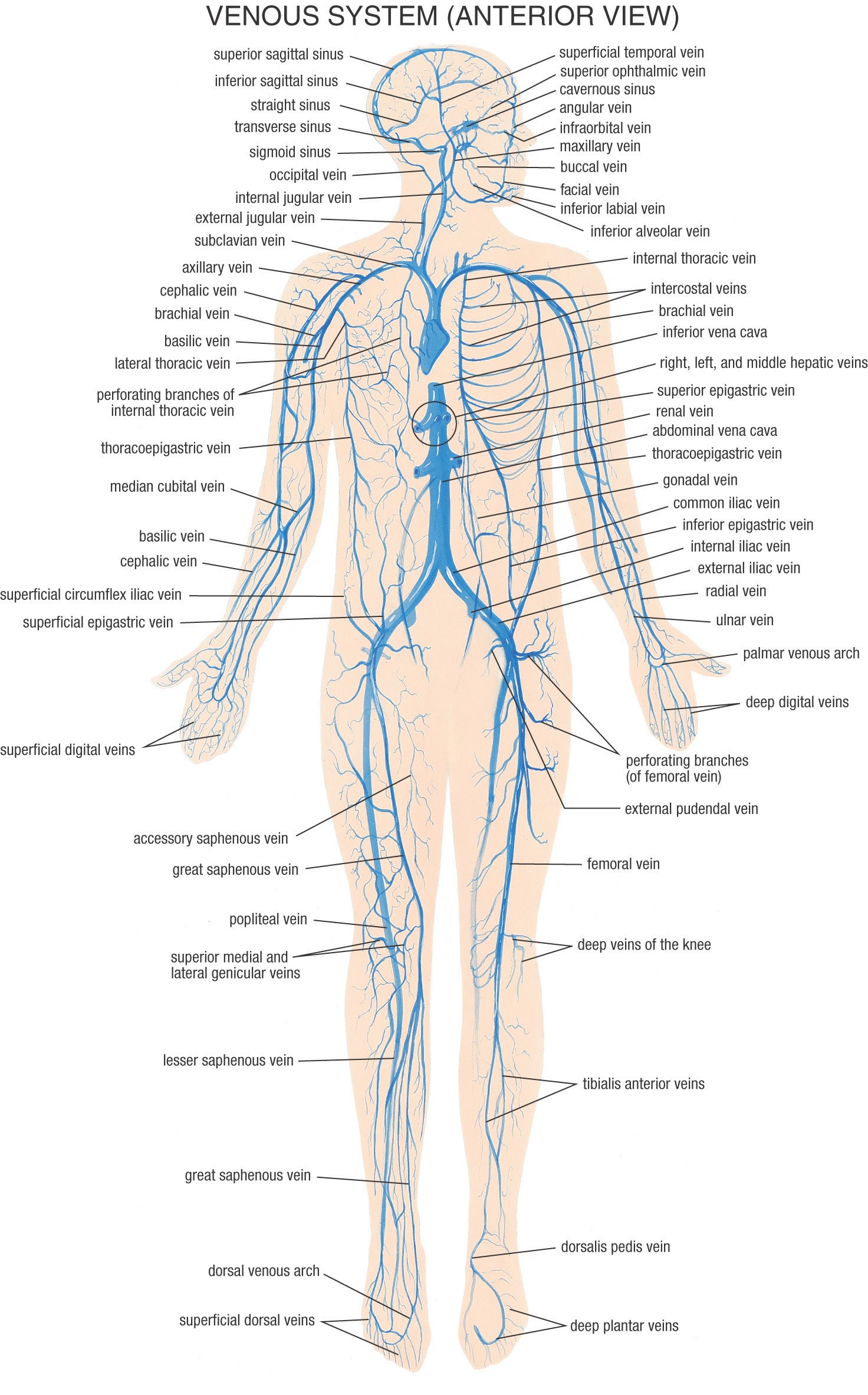 Venous System Anterior View