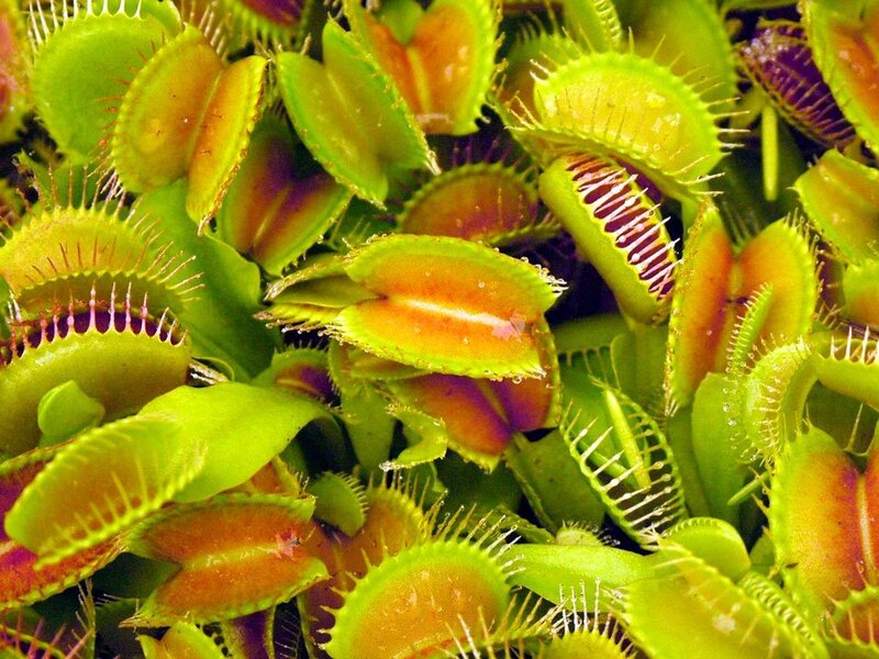 Venus flytrap close-up
