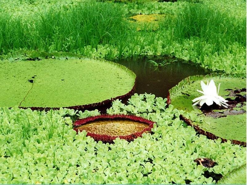 Venus flytrap in a pond