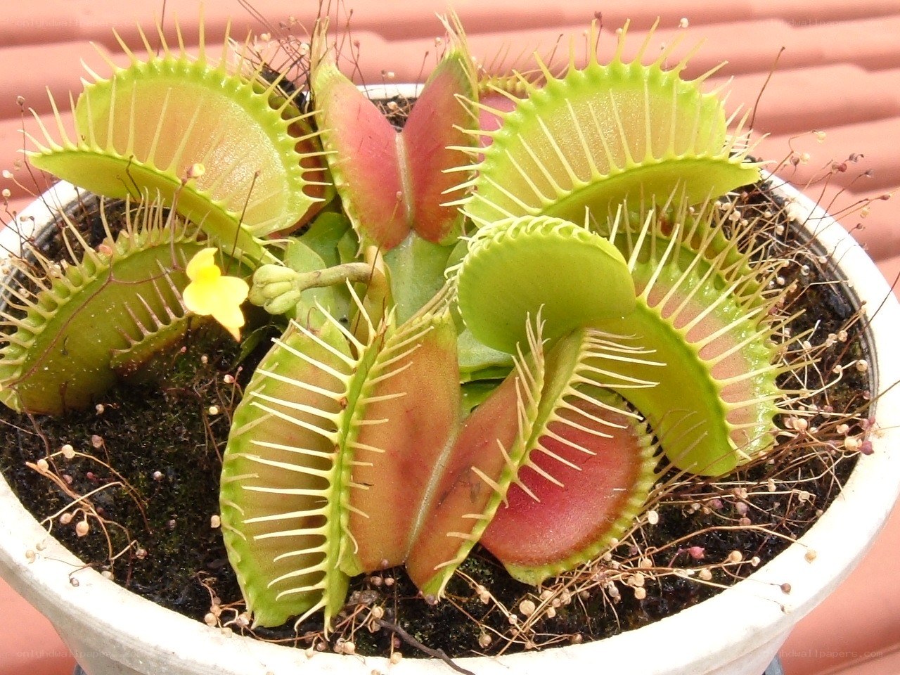 Venus flytrap in a pot