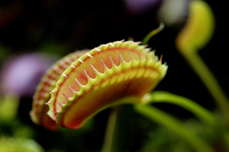 Venus flytrap in bloom