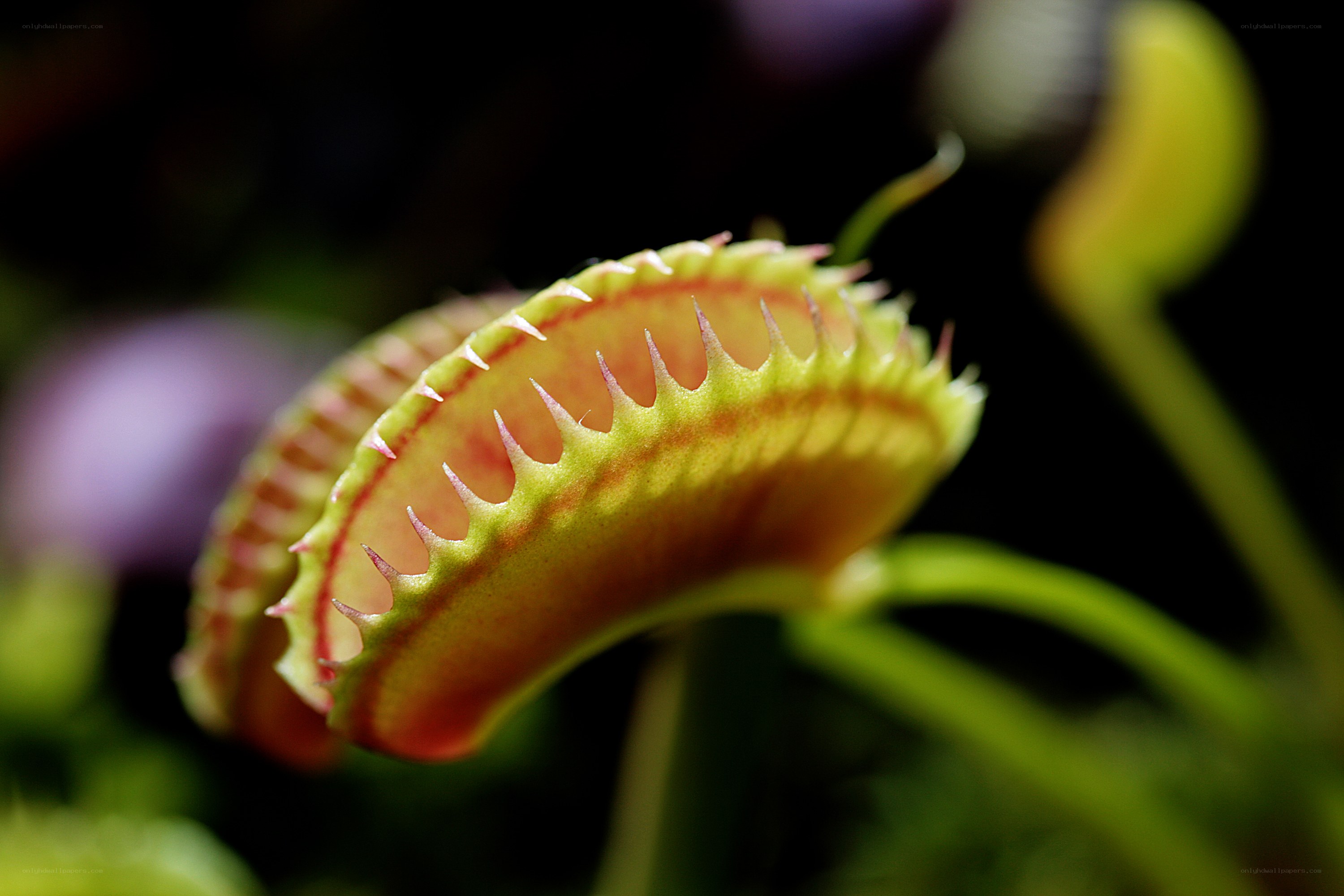 Venus flytrap in bloom