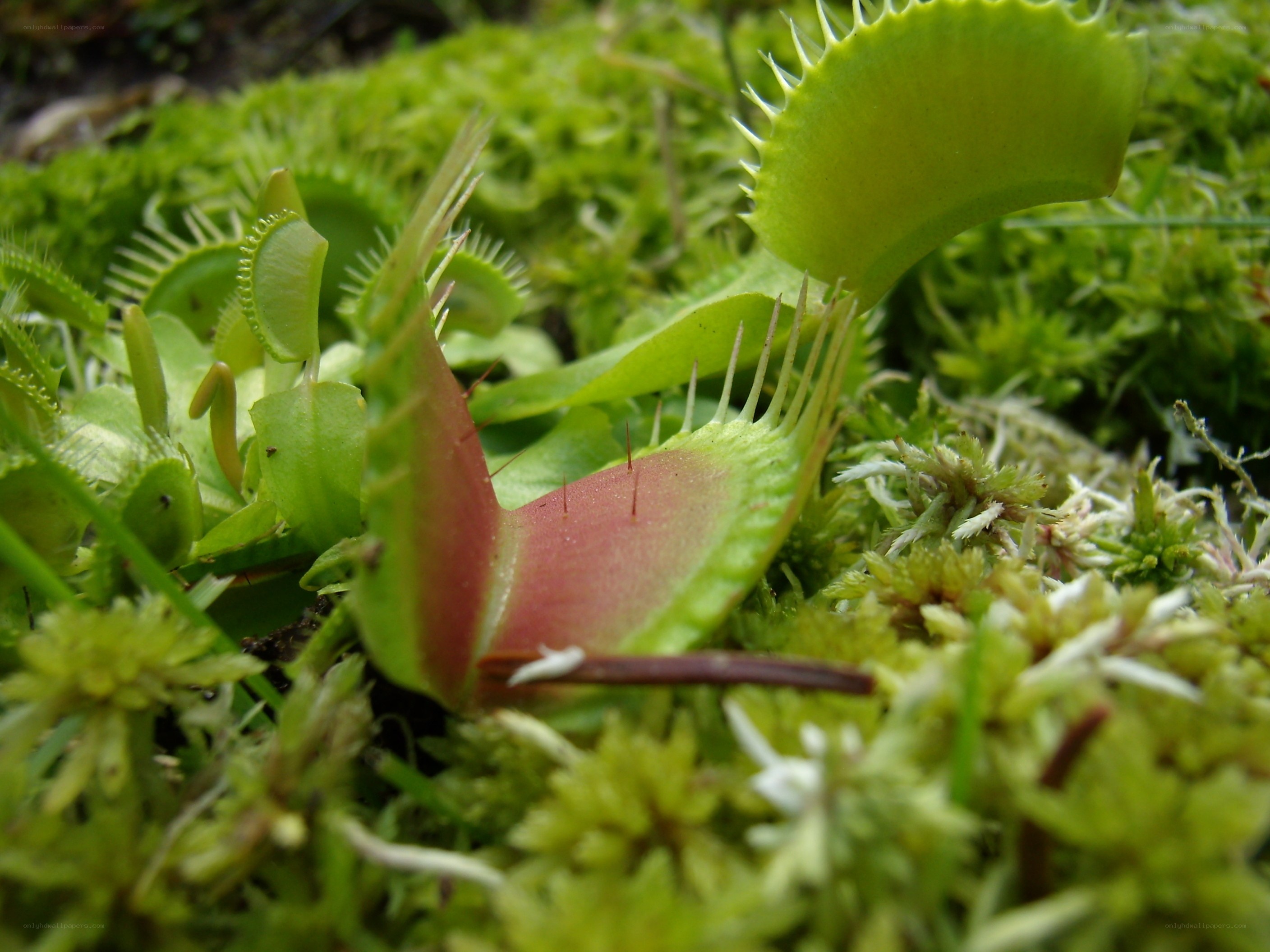 Venus flytrap in moss