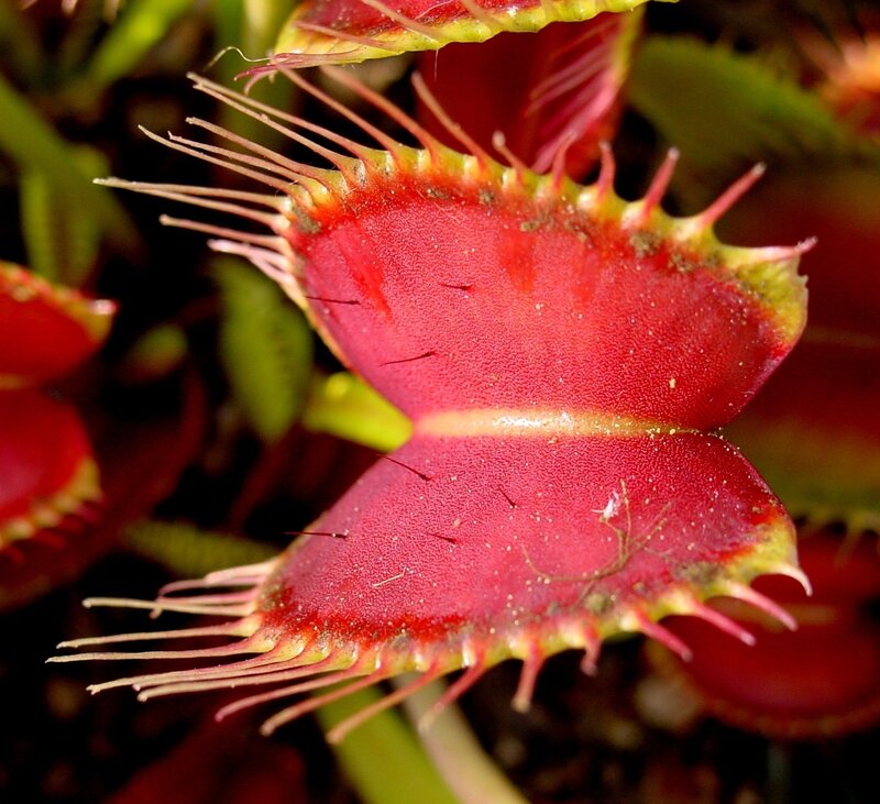 Venus Flytrap Plant — Red