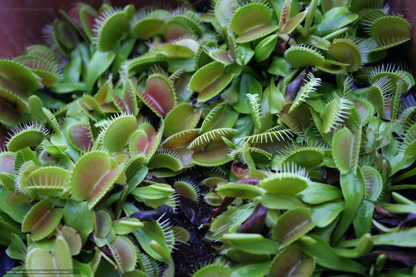 Venus flytrap plants