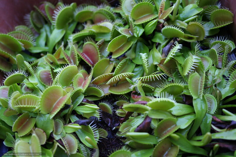 Venus Flytrap Plants — Green, Natural
