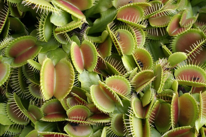 Venus Flytrap Plants — Green