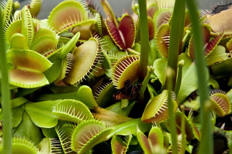 Venus flytrap plants in bloom