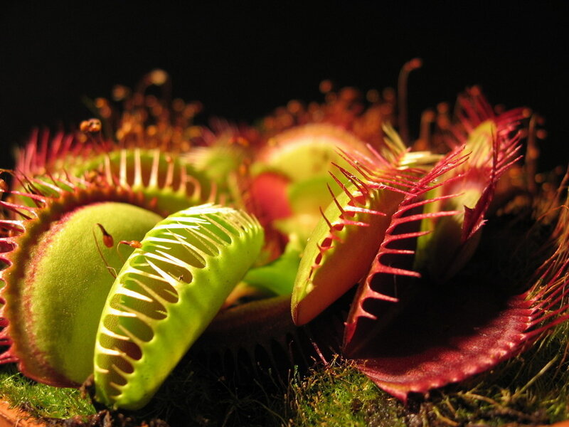 Venus flytrap plants in close-up