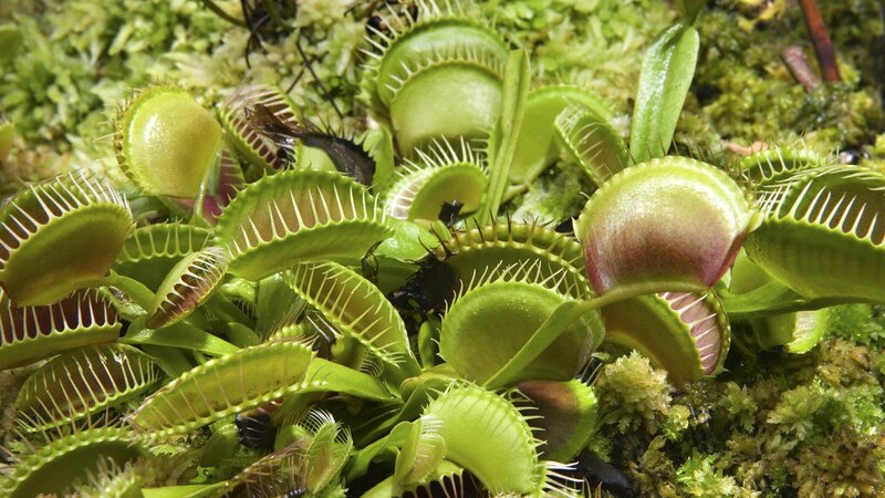 Venus flytrap plants in moss