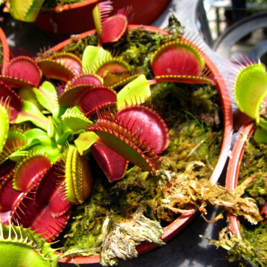 Venus flytrap plants in pots