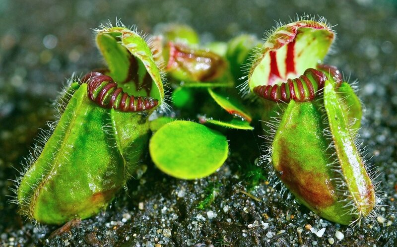 Venus flytrap plants in soil