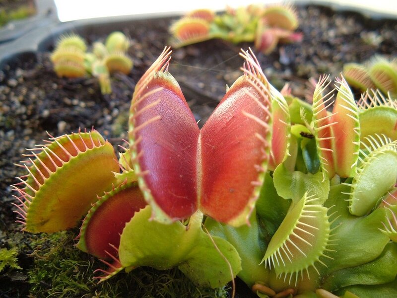 Venus flytrap plants in soil