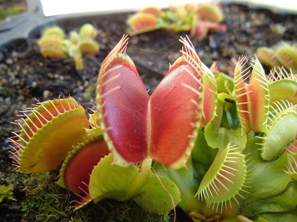 Venus flytrap plants in soil