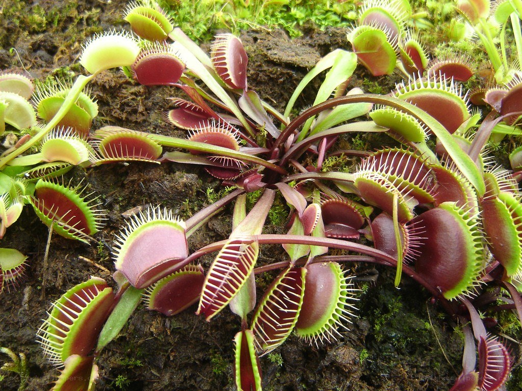 Venus flytrap plants in soil