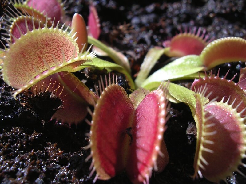 Venus flytrap plants in soil