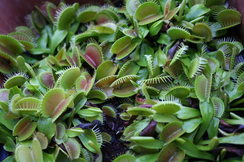 Venus flytrap plants