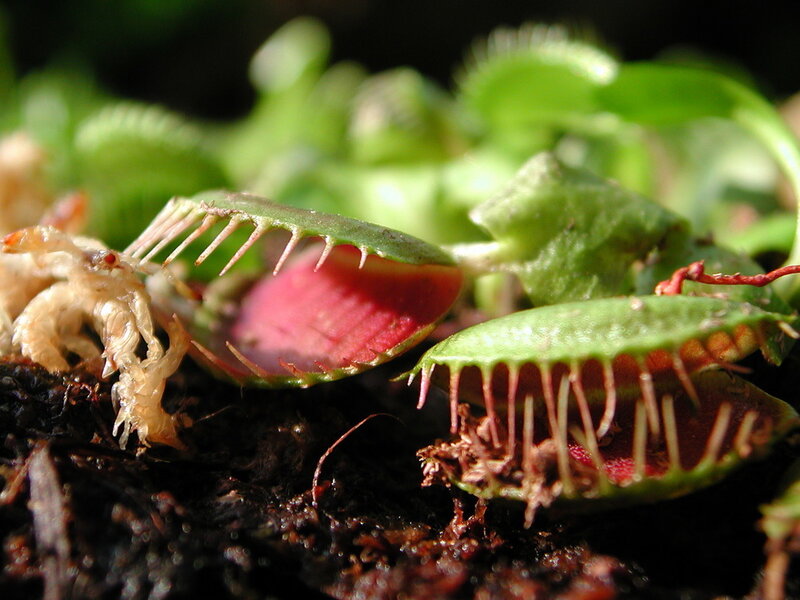 Venus flytrap with captured insect