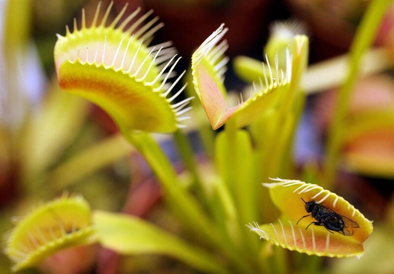 Venus flytrap with insect