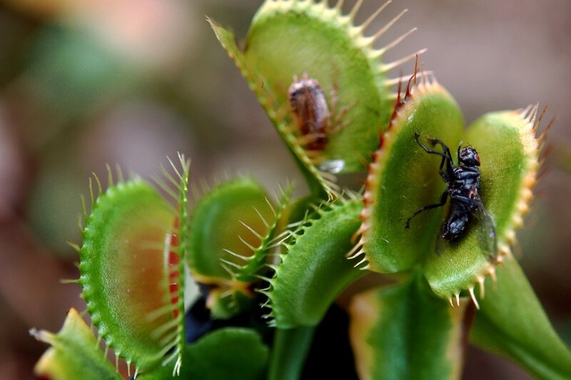 Venus flytrap with insects