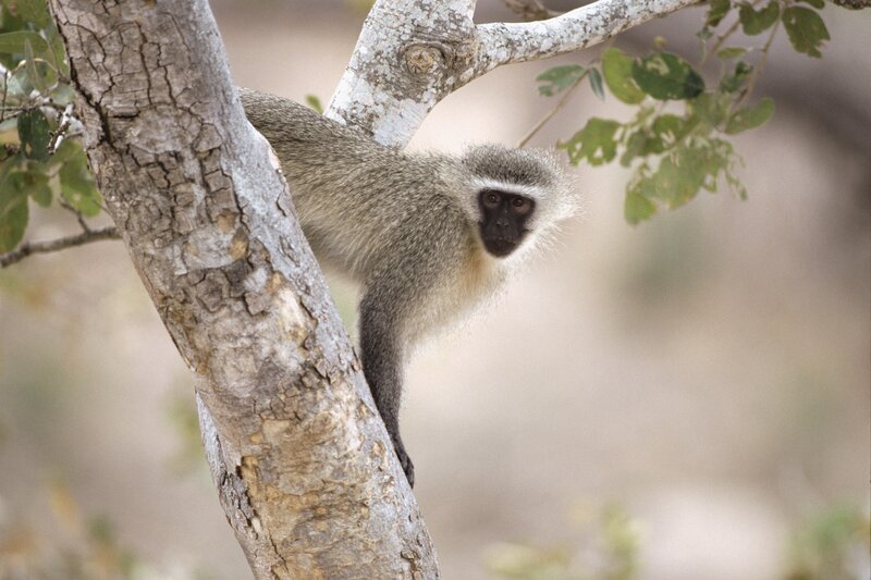 vervet monkey on tree branch