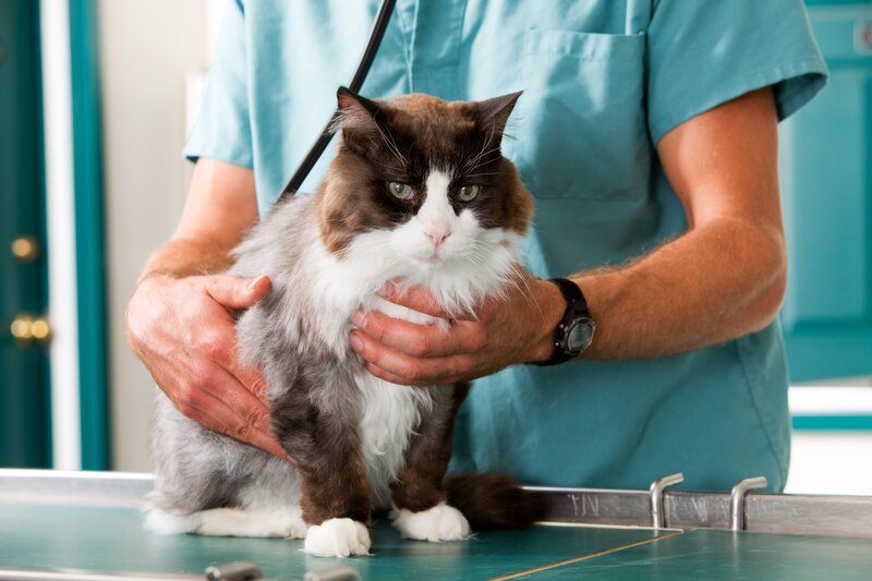 vet examining a cat