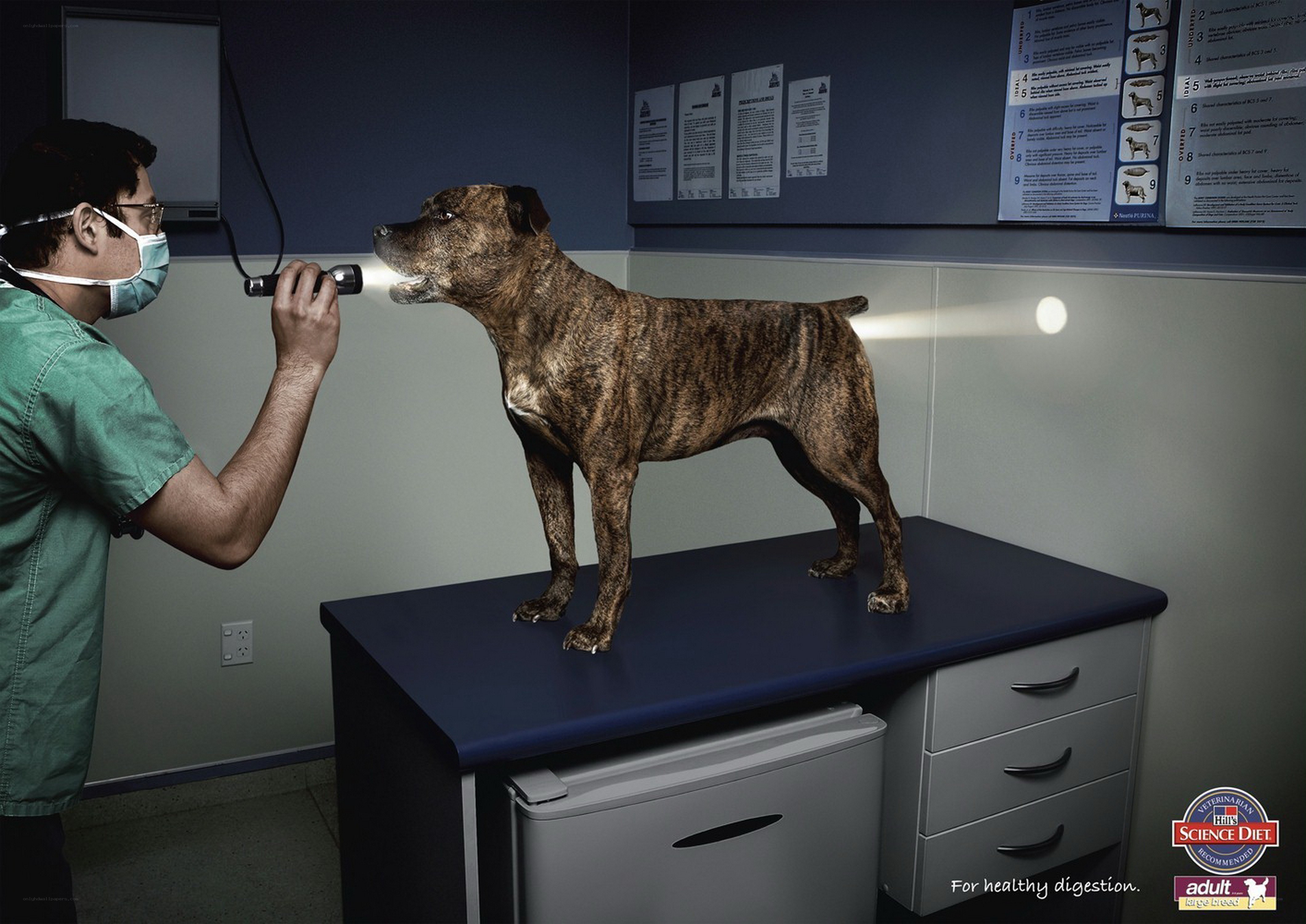 vet examining a dog