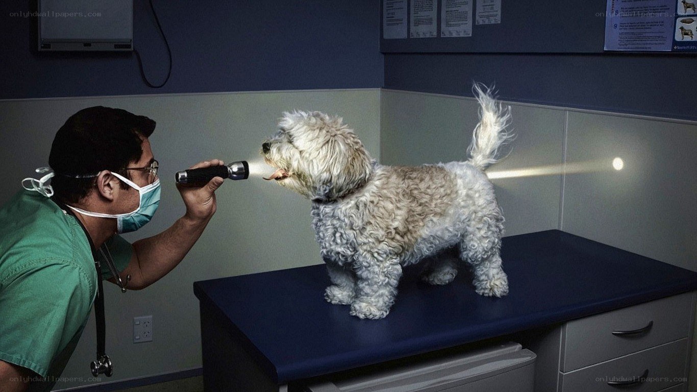 vet examining a dog