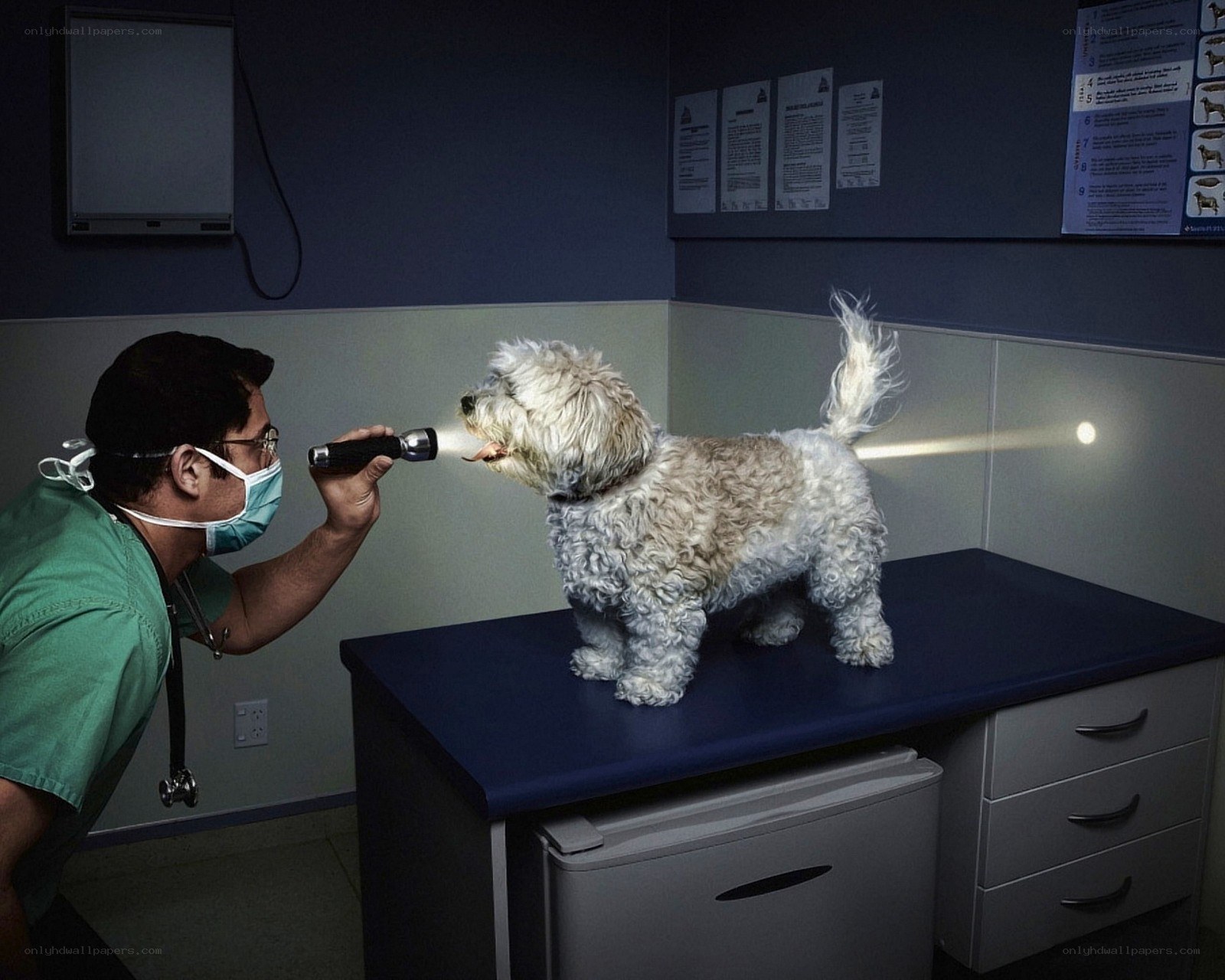 vet examining a dog