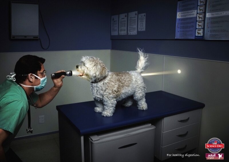 vet examining a dog