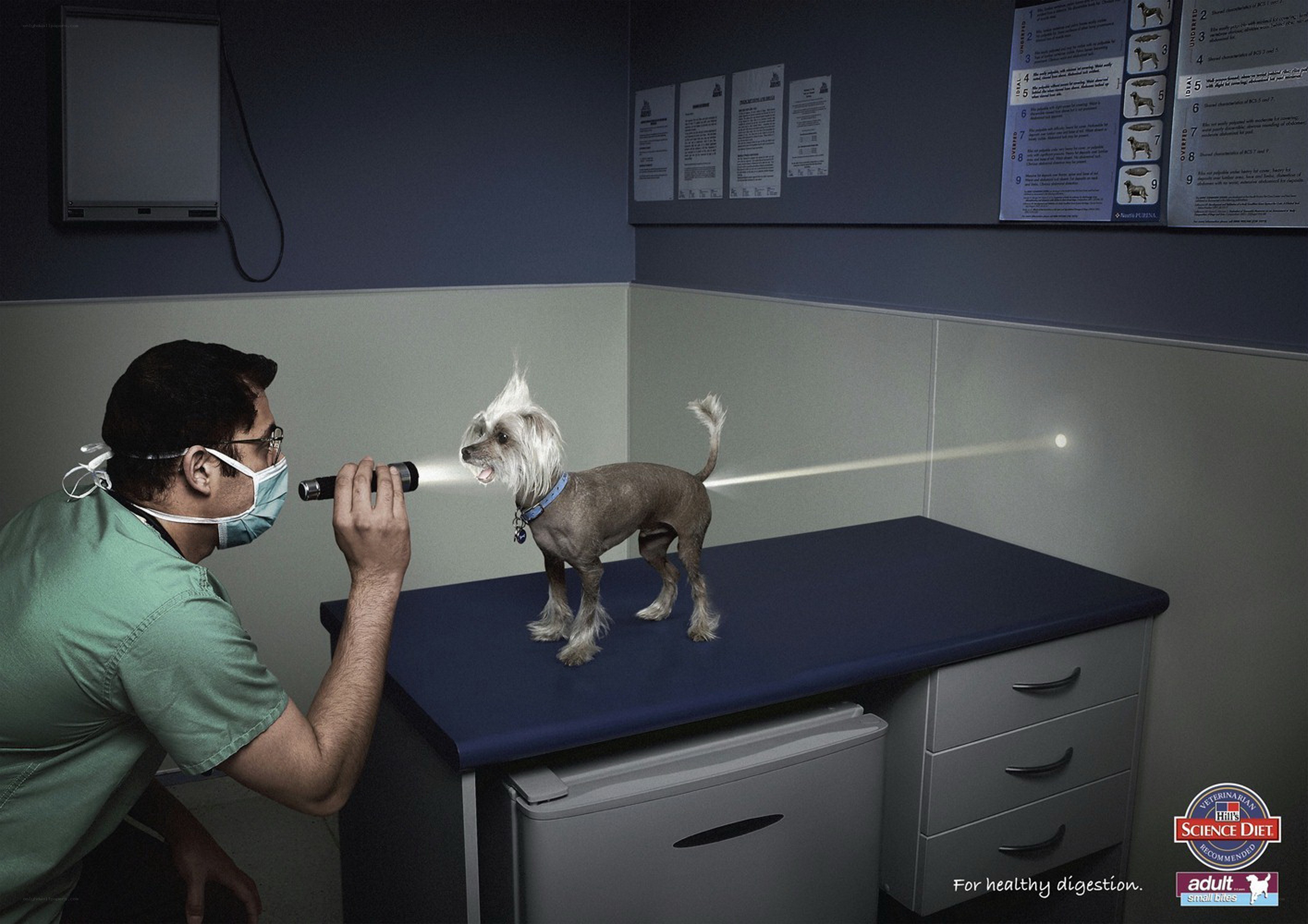 Veterinarian examining a dog
