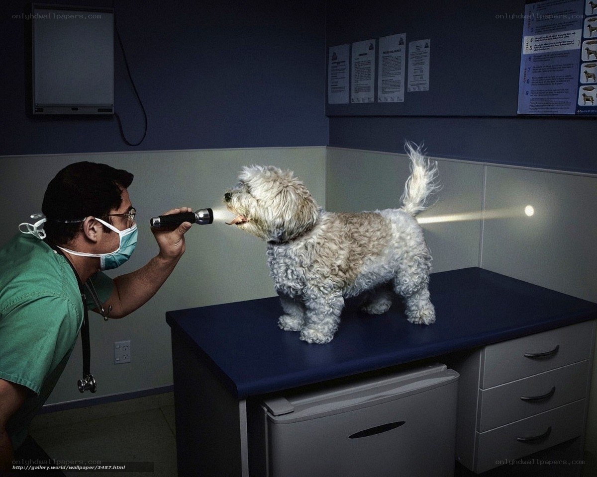 Veterinarian examining a dog