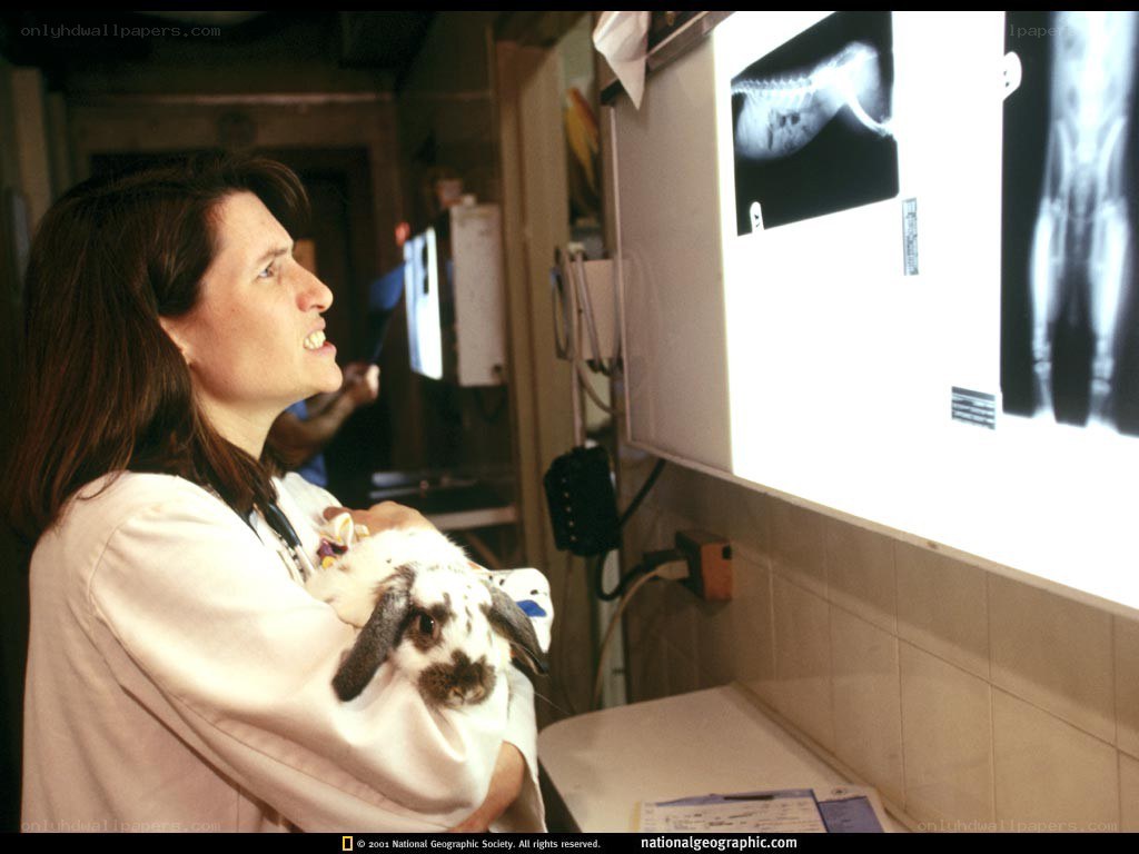 Veterinarian examining rabbit x-ray