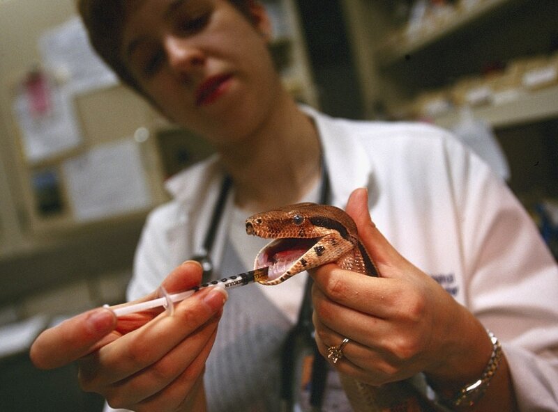 Veterinarian treating a snake