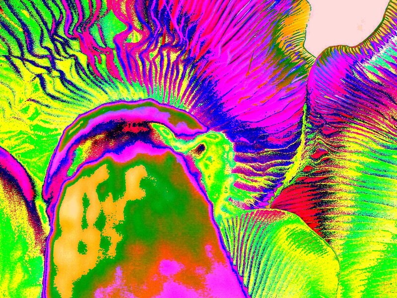 vibrant abstract floral pattern
