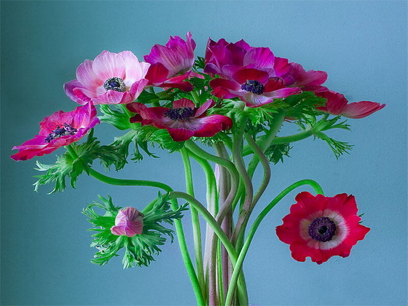 vibrant anemone bouquet