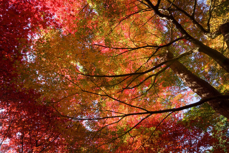Vibrant autumn canopy