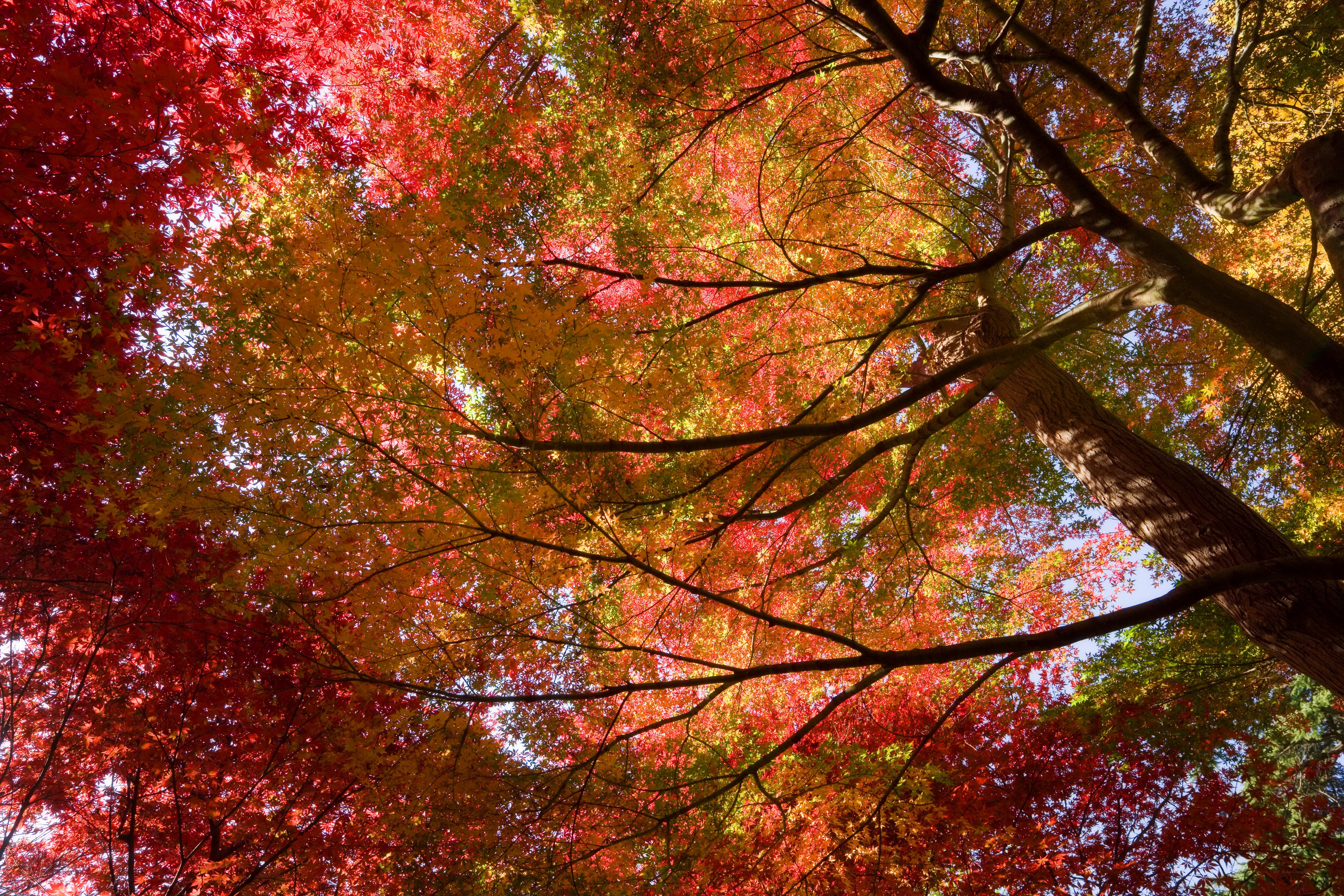 Vibrant autumn canopy
