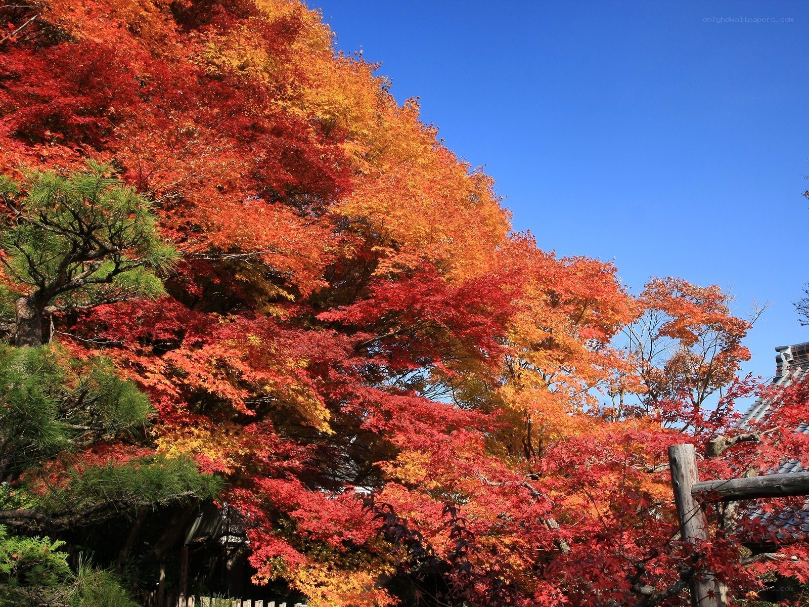 Vibrant autumn foliage